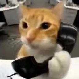 Profilbild von KIlenzu