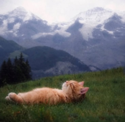 Wappen vom Team Kitty Cats
