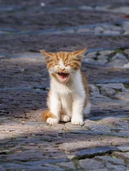 Profilbild von Simi