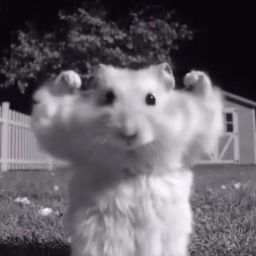 Profilbild von ravioli