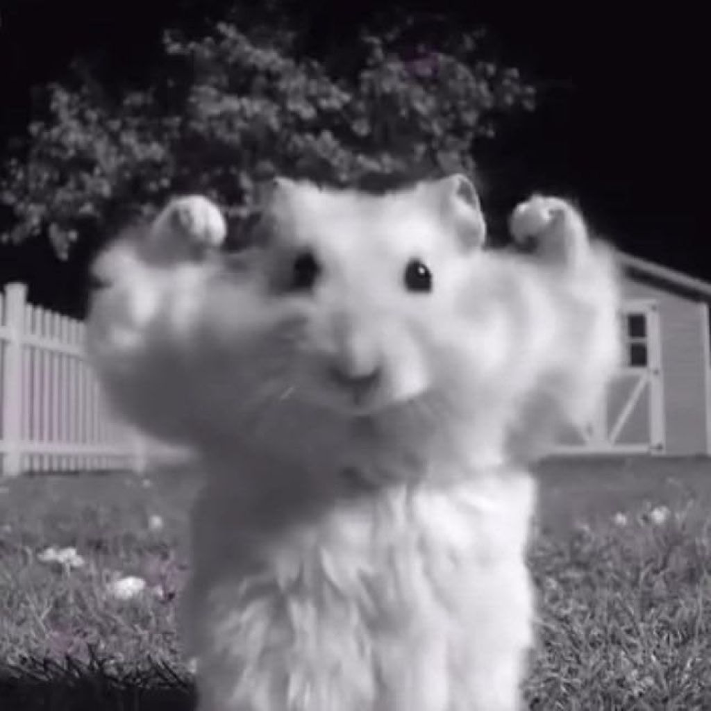 Profilbild von ravioli