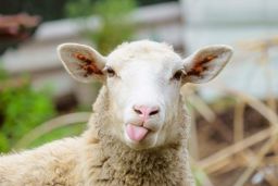 Profilbild von Toasted-Sheep
