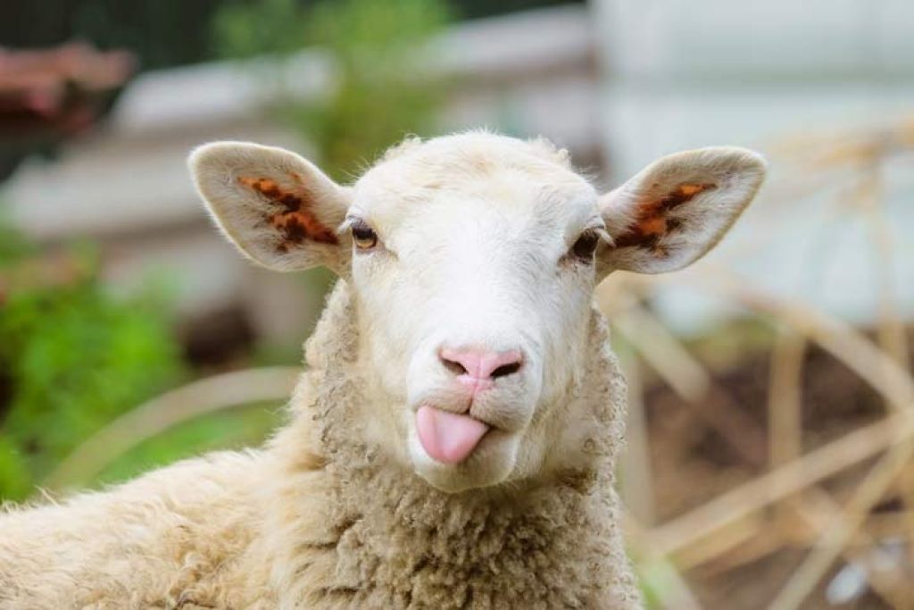Profilbild von Toasted-Sheep