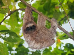 Profilbild von DonkyKong1.0