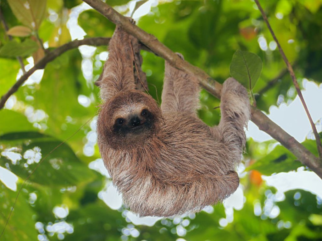 Profilbild von DonkyKong1.0