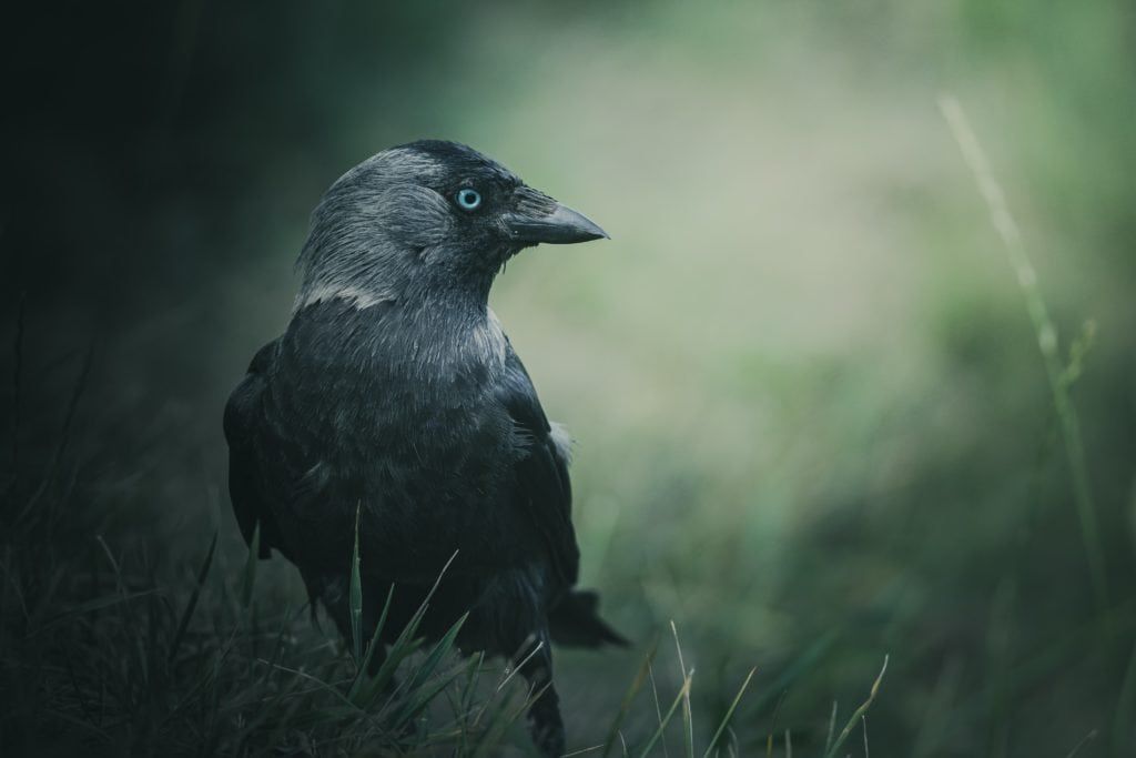 Profilbild von Jackdaw