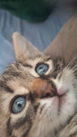 Profilbild von MizukiSBP
